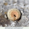 melanargia teneates talysh larva4a